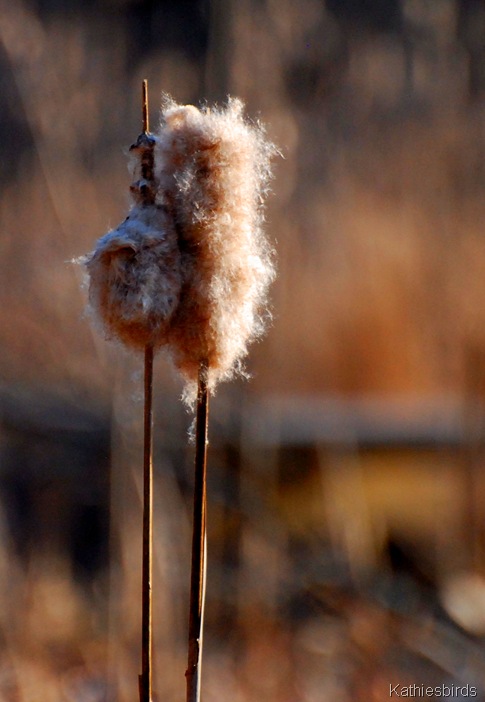 3. cattails down-kab