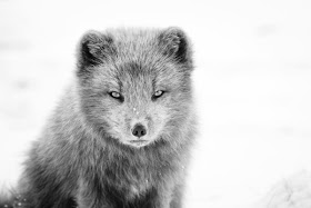 arctic fox snow wild animal