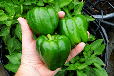 Camelot Bell Peppers at Alejandro Farm