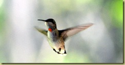 Ruby Throated Hummingbird