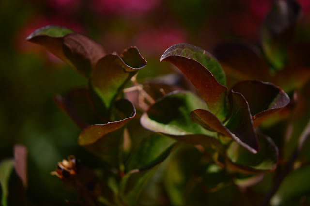 Lagerstroemia indica, small sunny garden, desert garden, crape myrtle, garden bloggers foliage day, foliage, dynamite