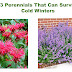 13 Perennials That Can Survive Cold Winters