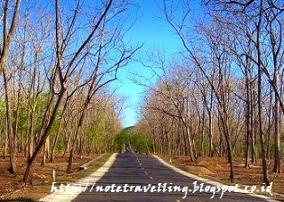 Menjelajahi Taman Nasional Baluran Situbondo Jawa Timur