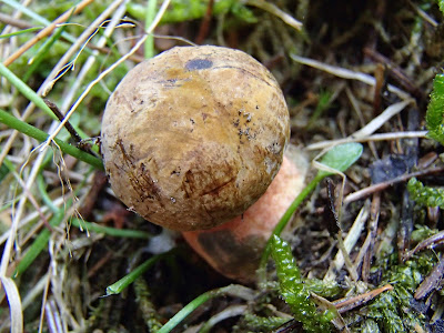 Las Bronaczowa, majowe grzyby, borowik ceglastopory, Boletus luridiformis