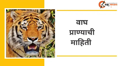वाघ माहिती मराठी  Vagh vishay mahiti  Waghachi mahiti marathi  Tiger information in marathi for student  Tiger information for school project   Tiger information in marathi