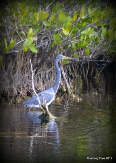 Little Blue Heron