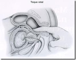 prostata