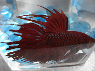 crowntail betta splenden