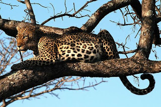 Leopard (Panthera pardus)