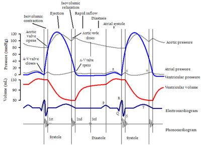 cardiac cycle diagram from Wikipedia