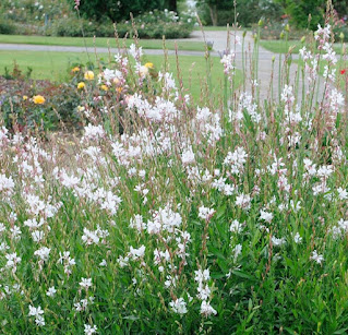 Gaura lindheimeri