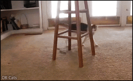 Funny Cat GIF • New game! Funny cat goes around in circles playing with a long string [ok-cats.com]