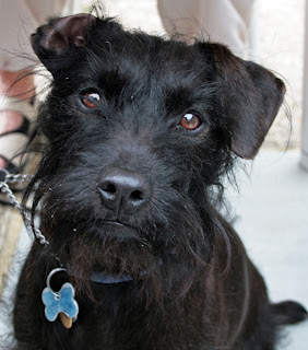 Patterdale Terrier Dog Picture