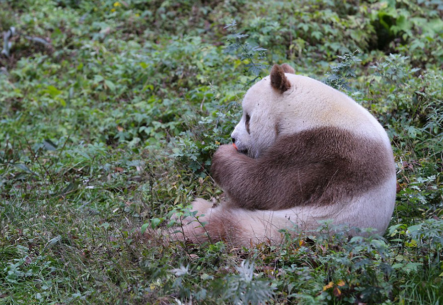 The World’s Only Brown Panda Who Was Abandoned As A Baby, Finally Finds Happiness - Qizai, now at age 7, has turned into a fine specimen, and experts are planning to find him a mate