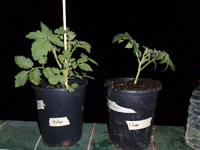 Comparison of clone to mother plant