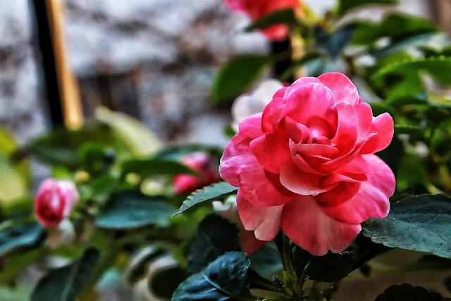 Flor roja entre el verde de las hojas