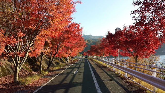 丹沢湖 紅葉