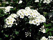 Little White Flowers Bush (img reach)