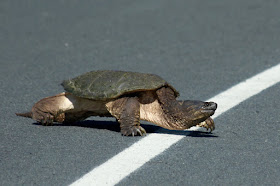 snapping turtle crossing a paved road 