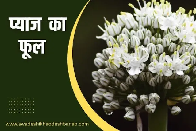 Information about Onion flower in Hindi