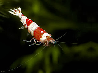 red crystal shrimp and fish