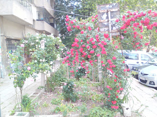 Roses, Galore, Yambol, Apartment Block,