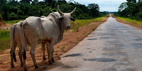 Cattle farming and roads are major causes of deforestation in Brazil’s Amazon region. (Image Credit: Kate Evans/CIFOR via Flickr) Click to Enlarge.