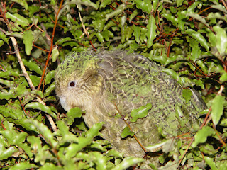 Strigops habroptilus