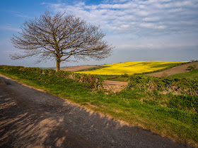 Photo of looking across to a field of rapeseed from a footpath known as Fat Lonning