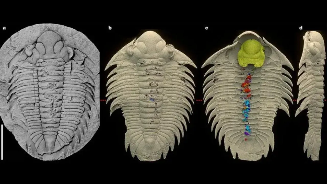 Trilobite's Last Meal Revealed in 465-Million-Year-Old Fossil