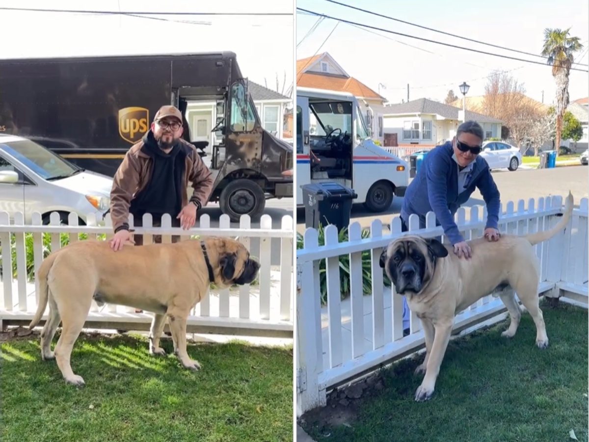 A giant mastiff being petted by delivery people