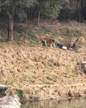 Three Tigers Are Killed At Chinese Zoo Following Deathly Attack To Tourist 