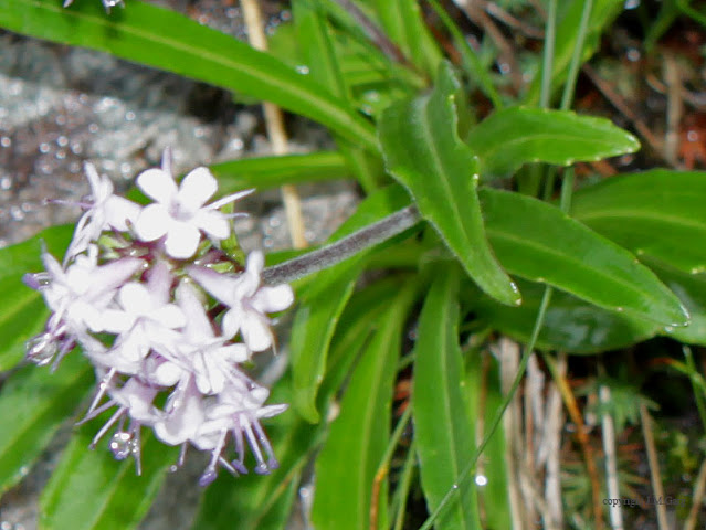 Medicinal Plants Found in Himalayan Region of Nepal