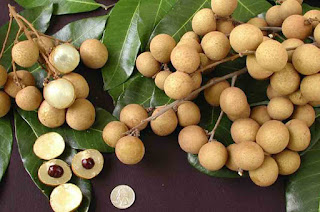 Longan Fruit Benefits for Health