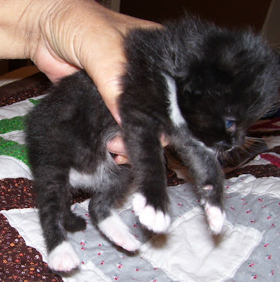  tuxedo kittens picture
