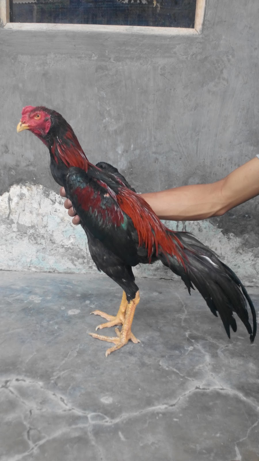 Vietnam Si Mada X Pakhoi F1 CLOSED KARANG AYAM  