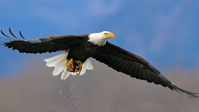 Bald Eagle