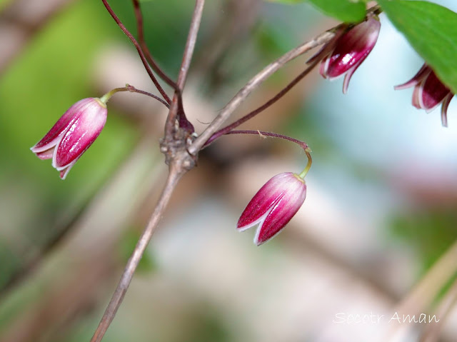 Clematis japonica