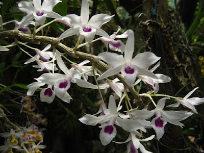 Dendrobium transparens care and culture