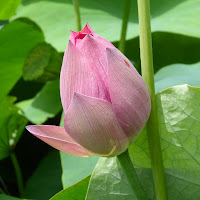 花博記念公園鶴見緑地のハスの花