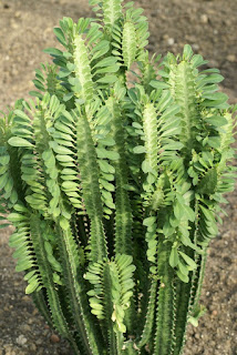 Euphorbia trigona - Euphorbe à tiges triangulaires