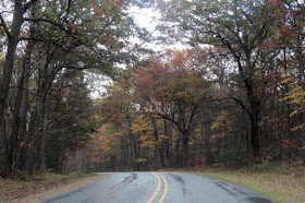 road with dark trees