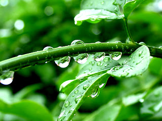 Water Drops Leaf Nature Wallpaper