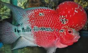 Aneka Ikan  Louhan  Hias Tercantik dan Termahal Kumpulan 