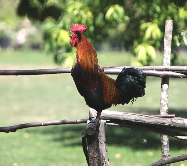 how to stop a rooster from crowing, stop a rooster from crowing, stop roosters crowing