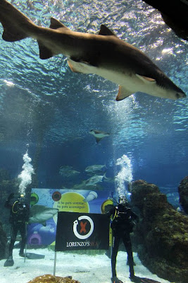 Jorge Lorenzo Photo with Shark in Barcelona Aquarium