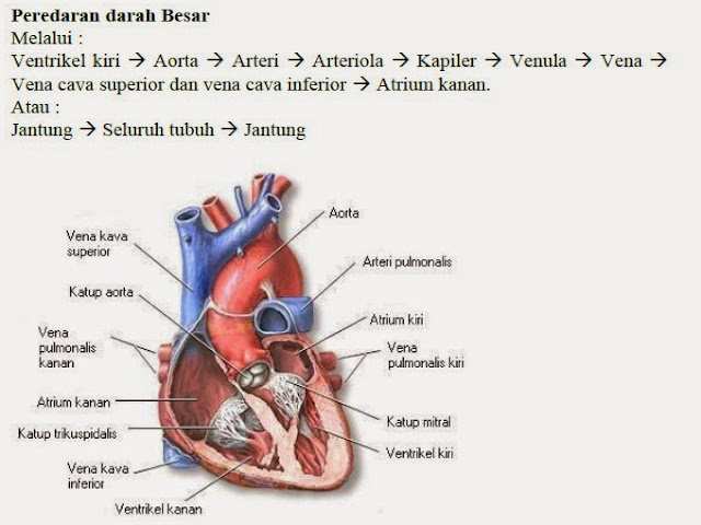 Peredaran darah besar