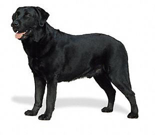 labrador dog breed,Labrador Retriever, types of Labradors, Labrador Retrievers, Labrador dogs, an ideal dog, Labrador Retriever Dog