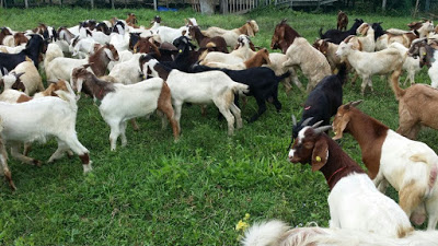 Modal Minimum Mulakan Penternakan Kambing