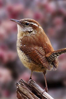 Carolina Wren Photos